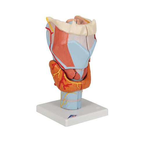 Image 3 - HUMAN LARYNX MODEL, 2 TIMES FULL-SIZE, 7 PART - 3B SMART ANATOMY