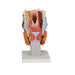 Image 4 - HUMAN LARYNX MODEL, 2 TIMES FULL-SIZE, 7 PART - 3B SMART ANATOMY