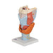 Image 5 - HUMAN LARYNX MODEL, 2 TIMES FULL-SIZE, 7 PART - 3B SMART ANATOMY