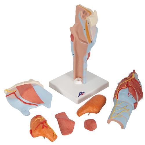 Image 6 - HUMAN LARYNX MODEL, 2 TIMES FULL-SIZE, 7 PART - 3B SMART ANATOMY