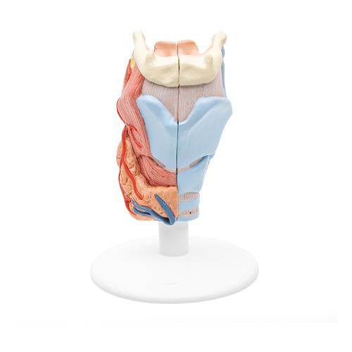 Image 3 - HUMAN LARYNX MODEL, 2 PART - 3B SMART ANATOMY