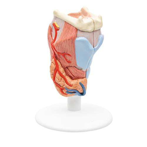 Image 4 - HUMAN LARYNX MODEL, 2 PART - 3B SMART ANATOMY