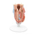 Image 6 - HUMAN LARYNX MODEL, 2 PART - 3B SMART ANATOMY