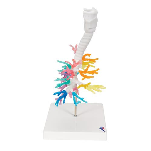 Image 4 - CT BRONCHIAL TREE MODEL WITH LARYNX - 3B SMART ANATOMY