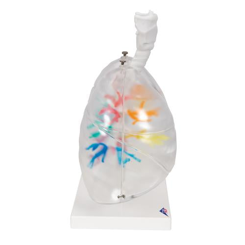 Image 4 - CT BRONCHIAL TREE MODEL WITH LARYNX & TRANSPARENT LUNGS - 3B SMART ANATOMY