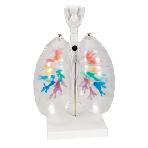 Image 5 - CT BRONCHIAL TREE MODEL WITH LARYNX & TRANSPARENT LUNGS - 3B SMART ANATOMY