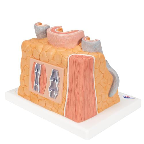 Image 3 - 3B MICROANATOMY™ ARTERY & VEIN MODEL, 14 TIMES ENLARGED - 3B SMART ANATOMY