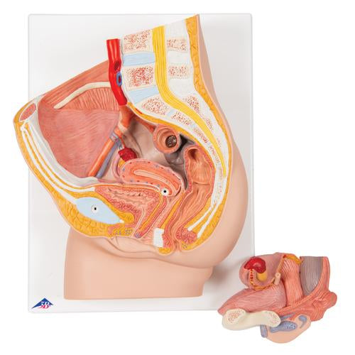 Image 3 - FEMALE PELVIS MODEL IN MEDIAN SECTION, 2 PART - 3B SMART ANATOMY