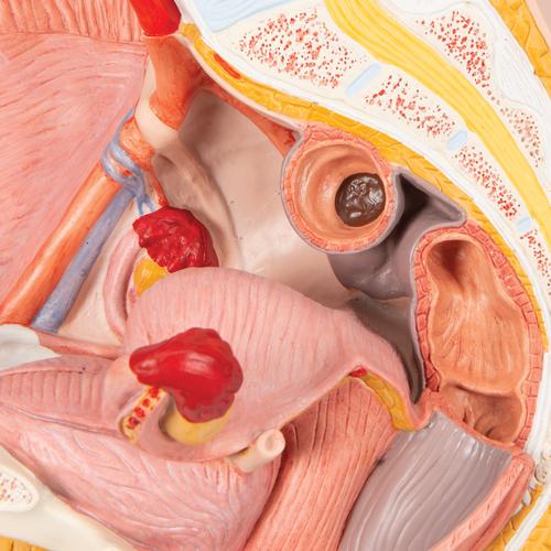 Image 4 - FEMALE PELVIS MODEL IN MEDIAN SECTION, 2 PART - 3B SMART ANATOMY