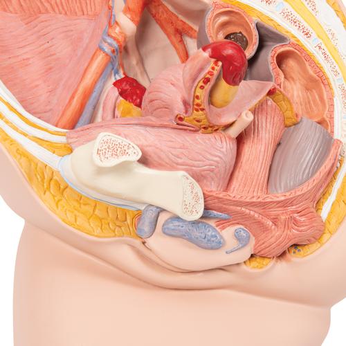 Image 5 - FEMALE PELVIS MODEL IN MEDIAN SECTION, 2 PART - 3B SMART ANATOMY