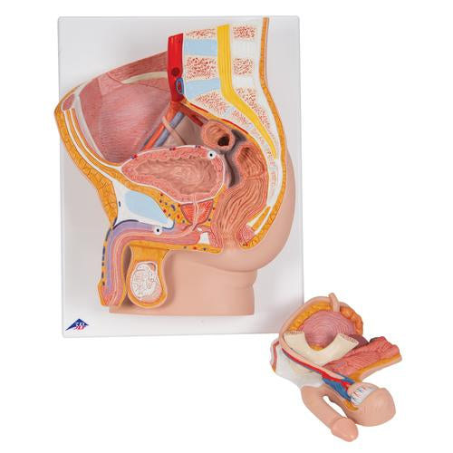 Image 3 - MALE PELVIS MODEL IN MEDIAN SECTION, 2 PART - 3B SMART ANATOMY