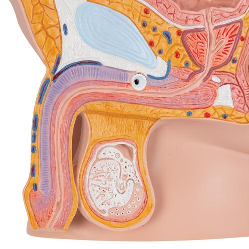 Image 5 - MALE PELVIS MODEL IN MEDIAN SECTION, 2 PART - 3B SMART ANATOMY