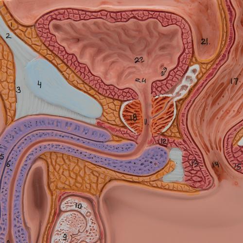 Image 4 - MALE PELVIS MODEL IN MEDIAN SECTION, 1/2 LIFE-SIZE - 3B SMART ANATOMY