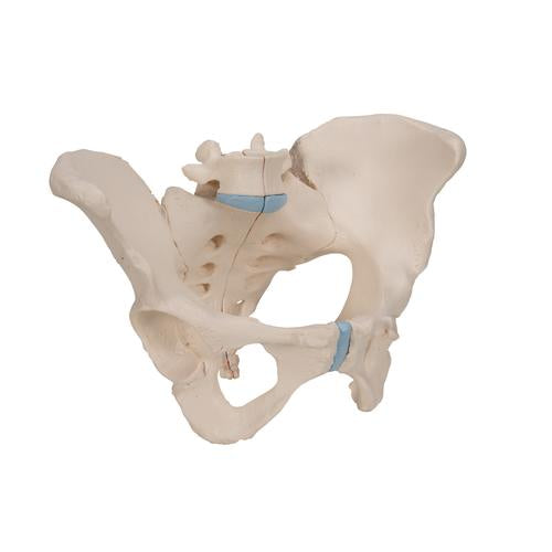 Image 3 - FEMALE PELVIS SKELETON MODEL, 3 PART - 3B SMART ANATOMY