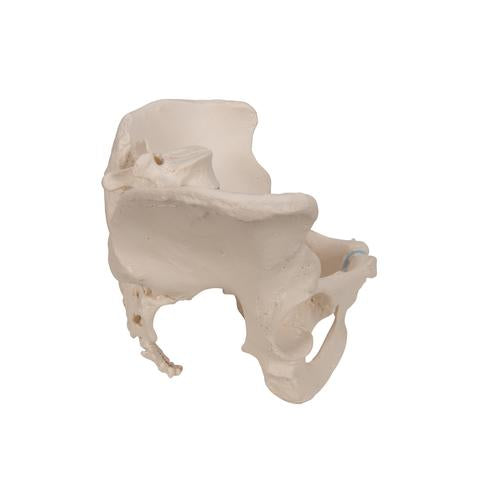 Image 4 - FEMALE PELVIS SKELETON MODEL, 3 PART - 3B SMART ANATOMY