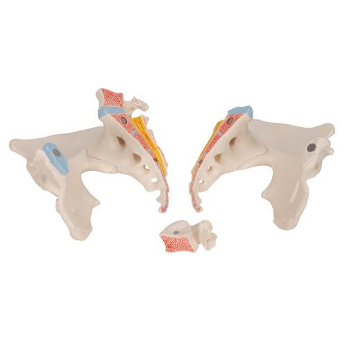 Image 6 - FEMALE PELVIS SKELETON MODEL, 3 PART - 3B SMART ANATOMY