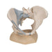 Image 3 - FEMALE PELVIS SKELETON MODEL WITH LIGAMENTS, 3 PART - 3B SMART ANATOMY