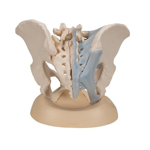 Image 5 - FEMALE PELVIS SKELETON MODEL WITH LIGAMENTS, 3 PART - 3B SMART ANATOMY