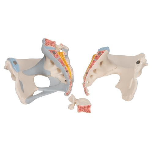 Image 6 - FEMALE PELVIS SKELETON MODEL WITH LIGAMENTS, 3 PART - 3B SMART ANATOMY