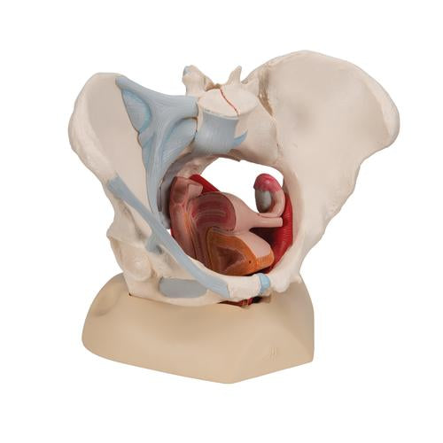 Image 3 - FEMALE PELVIS SKELETON MODEL WITH LIGAMENTS, MUSCLES & ORGANS, 4 PART - 3B SMART ANATOMY