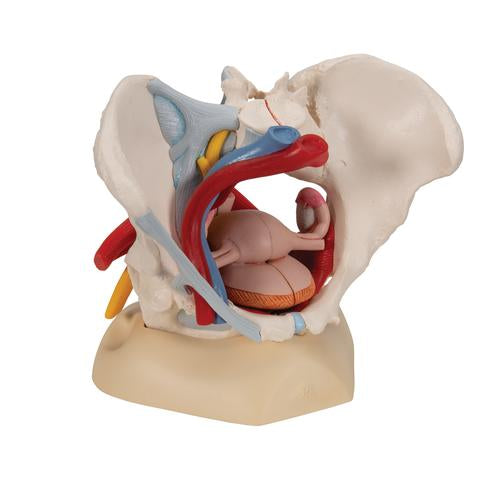 Image 3 - HUMAN FEMALE PELVIS SKELETON MODEL WITH LIGAMENTS, VESSELS, NERVES, PELVIC FLOOR MUSCLES & ORGANS, 6 PART - 3B SMART ANATOMY