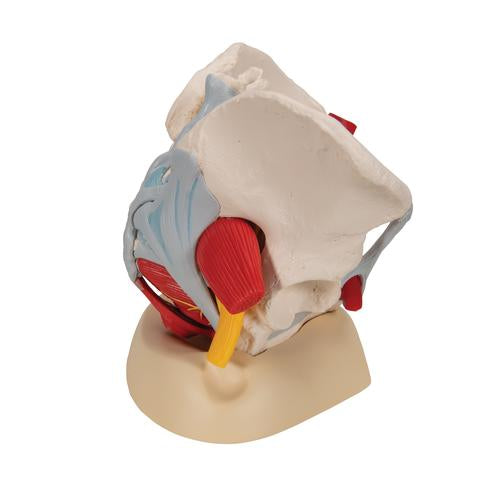 Image 4 - HUMAN FEMALE PELVIS SKELETON MODEL WITH LIGAMENTS, VESSELS, NERVES, PELVIC FLOOR MUSCLES & ORGANS, 6 PART - 3B SMART ANATOMY