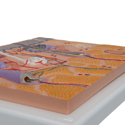 Image 4 - HUMAN SKIN SECTION MODEL, 70 TIMES FULL-SIZE - 3B SMART ANATOMY