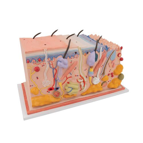 Image 4 - HUMAN SKIN SECTION MODEL, 70 TIMES FULL-SIZE - 3B SMART ANATOMY