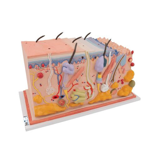 Image 5 - HUMAN SKIN SECTION MODEL, 70 TIMES FULL-SIZE - 3B SMART ANATOMY