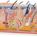 Image 6 - HUMAN SKIN SECTION MODEL, 70 TIMES FULL-SIZE - 3B SMART ANATOMY