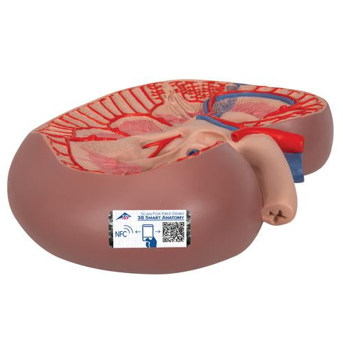 Image 3 - BASIC KIDNEY SECTION MODEL, 3 TIMES FULL-SIZE - 3B SMART ANATOMY