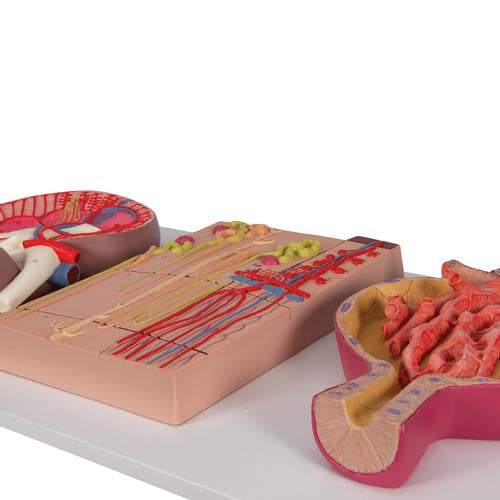 Image 3 - HUMAN KIDNEY SECTION MODEL WITH NEPHRONS, BLOOD VESSELS & RENAL CORPUSCLE - 3B SMART ANATOMY