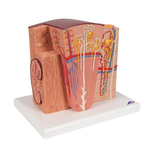 Image 3 - 3B MICROANATOMY™ KIDNEY MODEL - 3B SMART ANATOMY