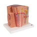 Image 3 - 3B MICROANATOMYâ„¢ KIDNEY MODEL - 3B SMART ANATOMY
