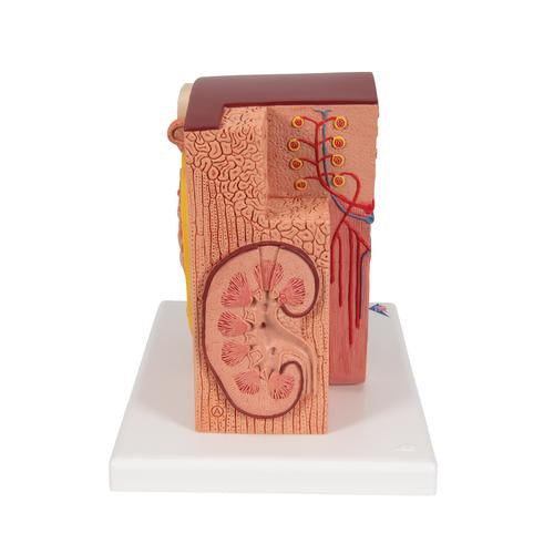 Image 4 - 3B MICROANATOMY™ KIDNEY MODEL - 3B SMART ANATOMY