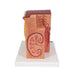 Image 4 - 3B MICROANATOMYâ„¢ KIDNEY MODEL - 3B SMART ANATOMY