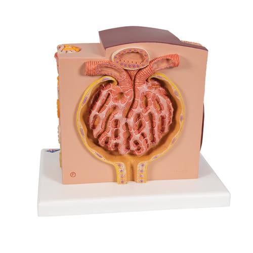 Image 5 - 3B MICROANATOMY™ KIDNEY MODEL - 3B SMART ANATOMY