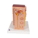 Image 6 - 3B MICROANATOMYâ„¢ KIDNEY MODEL - 3B SMART ANATOMY