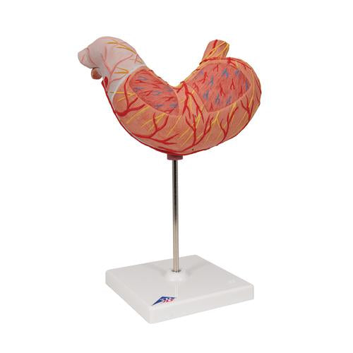 Image 3 - HUMAN STOMACH MODEL, 2 PART - 3B SMART ANATOMY