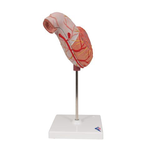 Image 4 - HUMAN STOMACH MODEL, 2 PART - 3B SMART ANATOMY