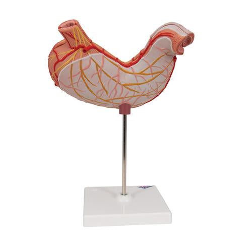 Image 5 - HUMAN STOMACH MODEL, 2 PART - 3B SMART ANATOMY