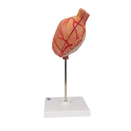 Image 6 - HUMAN STOMACH MODEL, 2 PART - 3B SMART ANATOMY