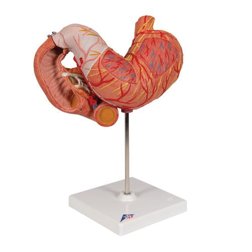 Image 3 - HUMAN STOMACH MODEL, 3 PART - 3B SMART ANATOMY