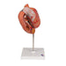 Image 4 - HUMAN STOMACH MODEL, 3 PART - 3B SMART ANATOMY