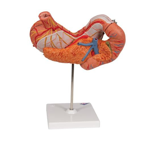 Image 5 - HUMAN STOMACH MODEL, 3 PART - 3B SMART ANATOMY