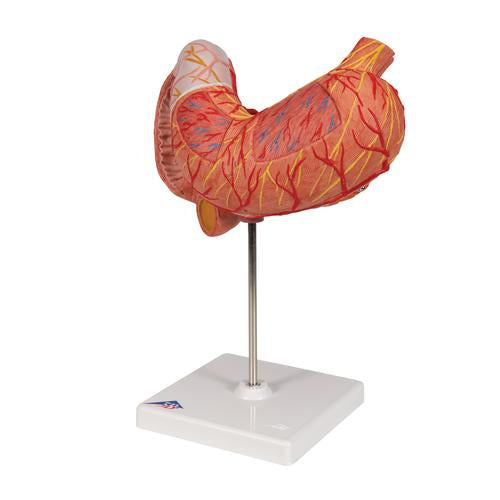 Image 6 - HUMAN STOMACH MODEL, 3 PART - 3B SMART ANATOMY