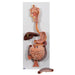 Image 3 - HUMAN DIGESTIVE SYSTEM MODEL, 2 PART - 3B SMART ANATOMY