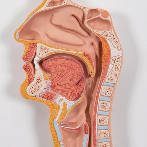 Image 4 - HUMAN DIGESTIVE SYSTEM MODEL, 2 PART - 3B SMART ANATOMY