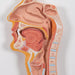 Image 4 - HUMAN DIGESTIVE SYSTEM MODEL, 2 PART - 3B SMART ANATOMY