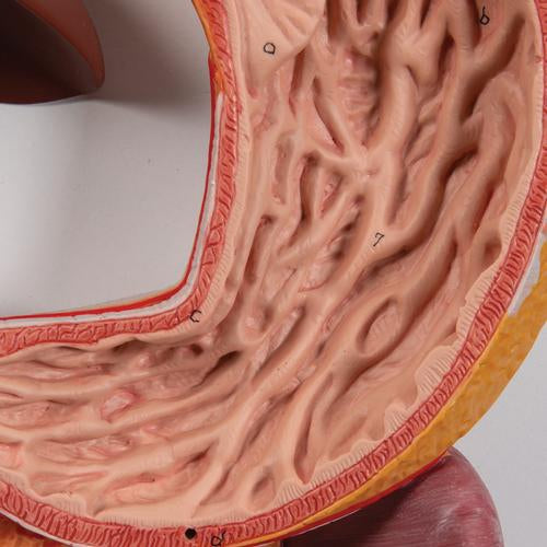 Image 5 - HUMAN DIGESTIVE SYSTEM MODEL, 2 PART - 3B SMART ANATOMY